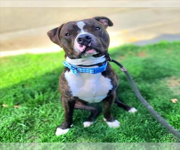 Medium Photo #2 American Pit Bull Terrier Puppy For Sale in Long Beach, CA, USA