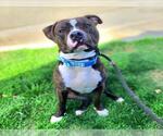 Small #1 American Pit Bull Terrier