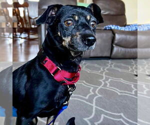 Miniature Pinscher Dogs for adoption in Spring Lake, NC, USA
