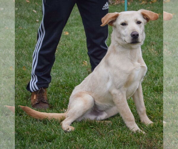 Medium Photo #4 Mutt Puppy For Sale in Huntley, IL, USA