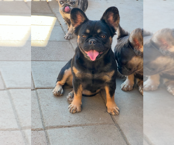 Medium Photo #1 French Bulldog Puppy For Sale in SAN MARINO, CA, USA