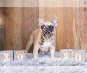 French Bulldog Puppy for Sale in WARSAW, Indiana USA