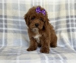 Small Photo #8 Poodle (Miniature) Puppy For Sale in LAKELAND, FL, USA