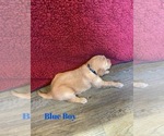 Small Photo #18 Golden Retriever Puppy For Sale in GIRARD, KS, USA
