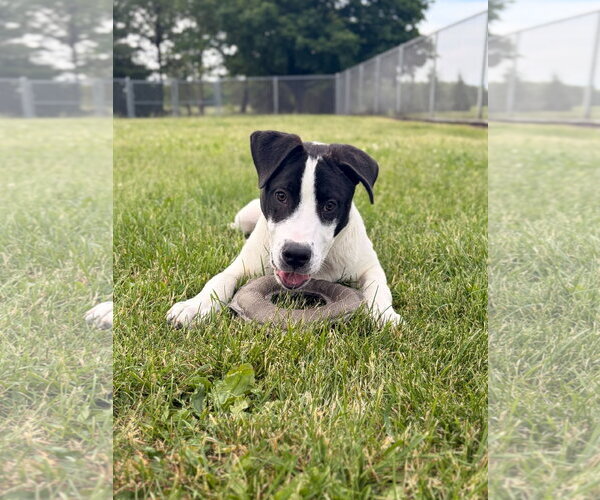Medium Photo #4 Mutt Puppy For Sale in Jefferson, WI, USA
