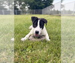 Small #3 Mutt