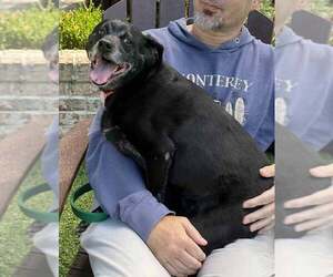Vixey - Female Labrador Retriever-Unknown Mix Dog for Adoption - Photo #7