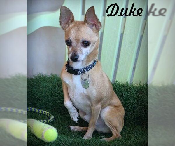 Medium Photo #1 Chihuahua Puppy For Sale in Tustin, CA, USA