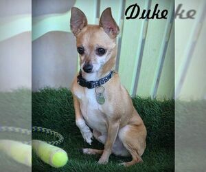 Chihuahua Dogs for adoption in Tustin, CA, USA