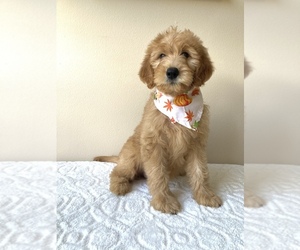 Goldendoodle (Miniature) Puppy for sale in ORLANDO, FL, USA