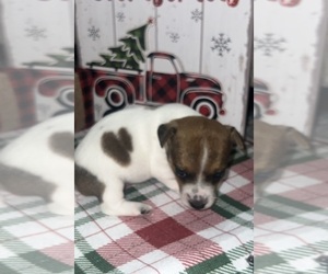 Jack Russell Terrier Puppy for sale in BAXLEY, GA, USA