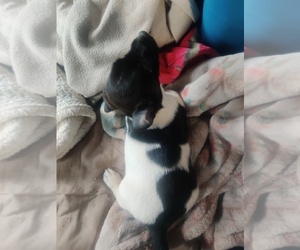 Jack Russell Terrier Puppy for sale in MORA, MN, USA