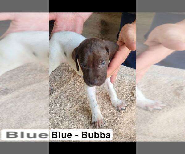 Medium Photo #3 German Shorthaired Pointer Puppy For Sale in EDENTON, NC, USA