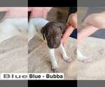 Small Photo #7 German Shorthaired Pointer Puppy For Sale in EDENTON, NC, USA