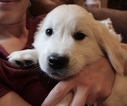 Small Photo #2 Golden Retriever Puppy For Sale in KINGSTON, WA, USA