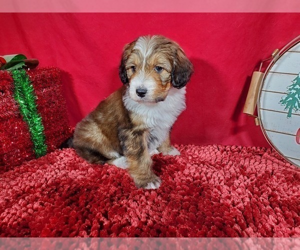 Medium Photo #7 Bernedoodle Puppy For Sale in COLORADO SPRINGS, CO, USA