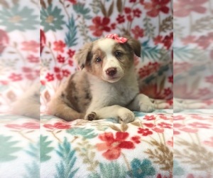 Australian Shepherd Puppy for sale in LAKELAND, FL, USA