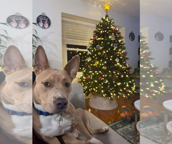 Medium Photo #4 Carolina Dog-Unknown Mix Puppy For Sale in Derwood, MD, USA