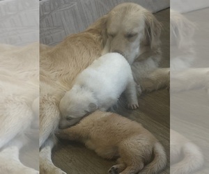 English Cream Golden Retriever Puppy for sale in YUMA, AZ, USA