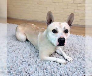 Siberian Husky-Unknown Mix Dogs for adoption in Pasadena, CA, USA