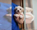 Small #3 Maltipoo (Miniature)