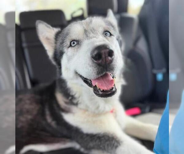 Medium Photo #1 Siberian Husky-Unknown Mix Puppy For Sale in Las Vegas, NV, USA