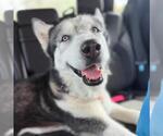 Small Siberian Husky Mix