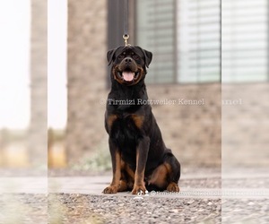 Rottweiler Puppy for sale in SAN TAN VALLEY, AZ, USA