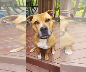 American Pit Bull Terrier-Unknown Mix Dogs for adoption in Spotsylvania, VA, USA