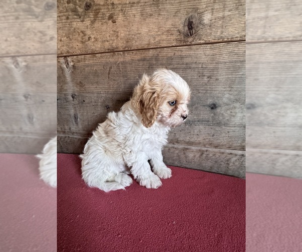 Medium Photo #4 Cavapoo (Miniature) Puppy For Sale in VERMONTVILLE, MI, USA