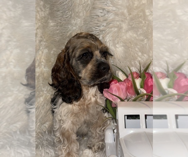 Medium Photo #3 Cocker Spaniel Puppy For Sale in HESPERIA, CA, USA