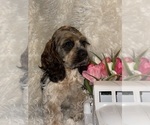 Small #2 Cocker Spaniel