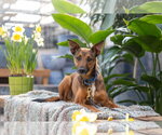Small #2 German Shepherd Dog Mix