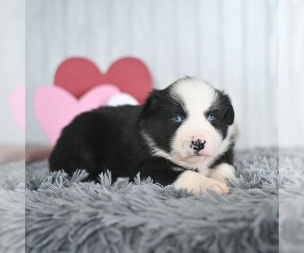 Medium Photo #1 Miniature Australian Shepherd Puppy For Sale in REBERSBURG, PA, USA