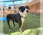 Small #1 American Pit Bull Terrier Mix