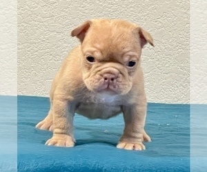 English Bulldog Puppy for sale in BEVERLY HILLS, CA, USA