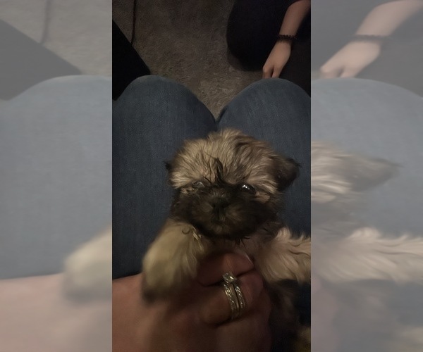 Medium Photo #2 Shih Tzu Puppy For Sale in STOKESDALE, NC, USA