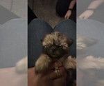 Small Photo #2 Shih Tzu Puppy For Sale in STOKESDALE, NC, USA