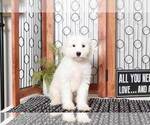 Small Photo #1 Sheepadoodle Puppy For Sale in NAPLES, FL, USA