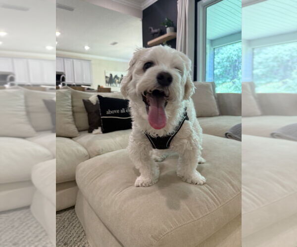 Medium Photo #3 Havanese Puppy For Sale in St. Augustine, FL, USA
