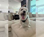 Small #2 Havanese