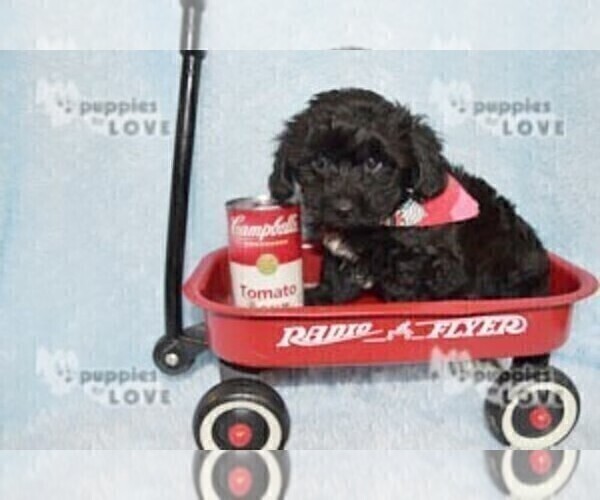 Medium Photo #16 YorkiePoo Puppy For Sale in SANGER, TX, USA