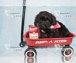 Small Photo #16 YorkiePoo Puppy For Sale in SANGER, TX, USA