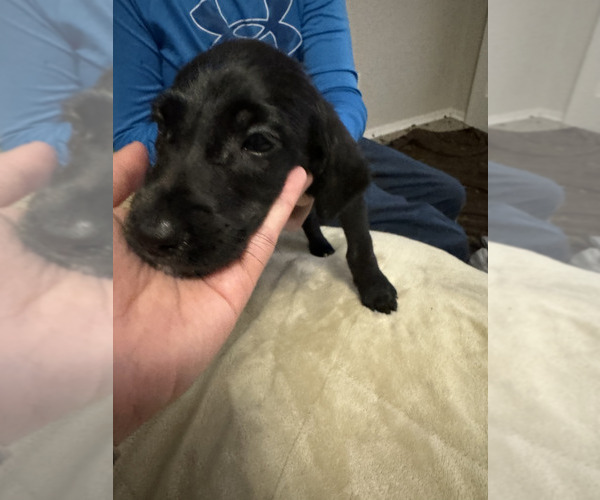 Medium Photo #5 Great Dane-Poodle (Standard) Mix Puppy For Sale in FORT WORTH, TX, USA