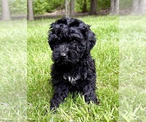 Yorkshire Terrier Puppy for sale in FAIR HAVEN, MI, USA