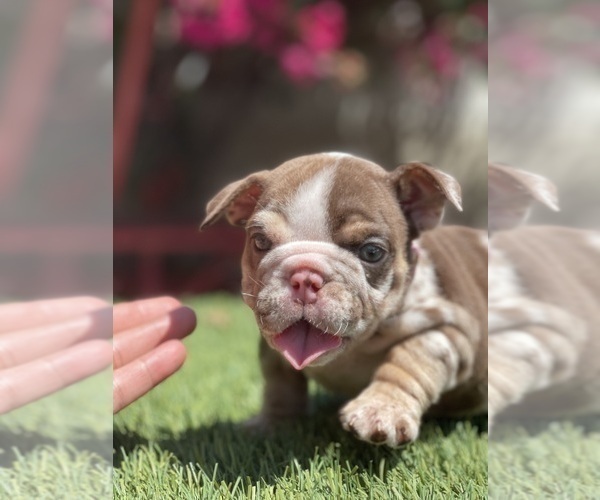 Medium Photo #2 Bulldog Puppy For Sale in LOS ANGELES, CA, USA
