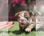 Small Photo #2 Bulldog Puppy For Sale in LOS ANGELES, CA, USA