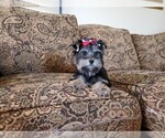 Small Photo #2 Yorkshire Terrier Puppy For Sale in SANTA CLARITA, CA, USA
