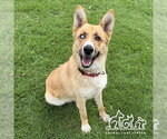 Small German Shepherd Dog Mix