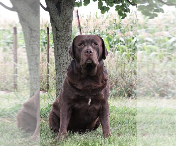 Medium Photo #1 Labrador Retriever Puppy For Sale in SYRACUSE, IN, USA